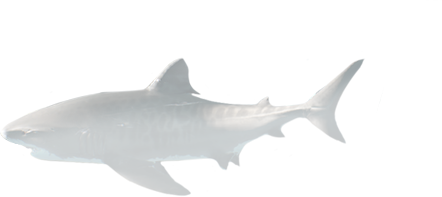 shark